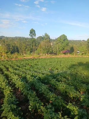 1.5acre Sale in Kapsabet