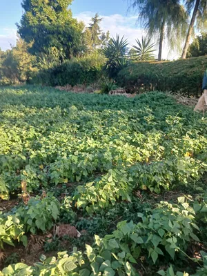1.5acre Sale in Kapsabet