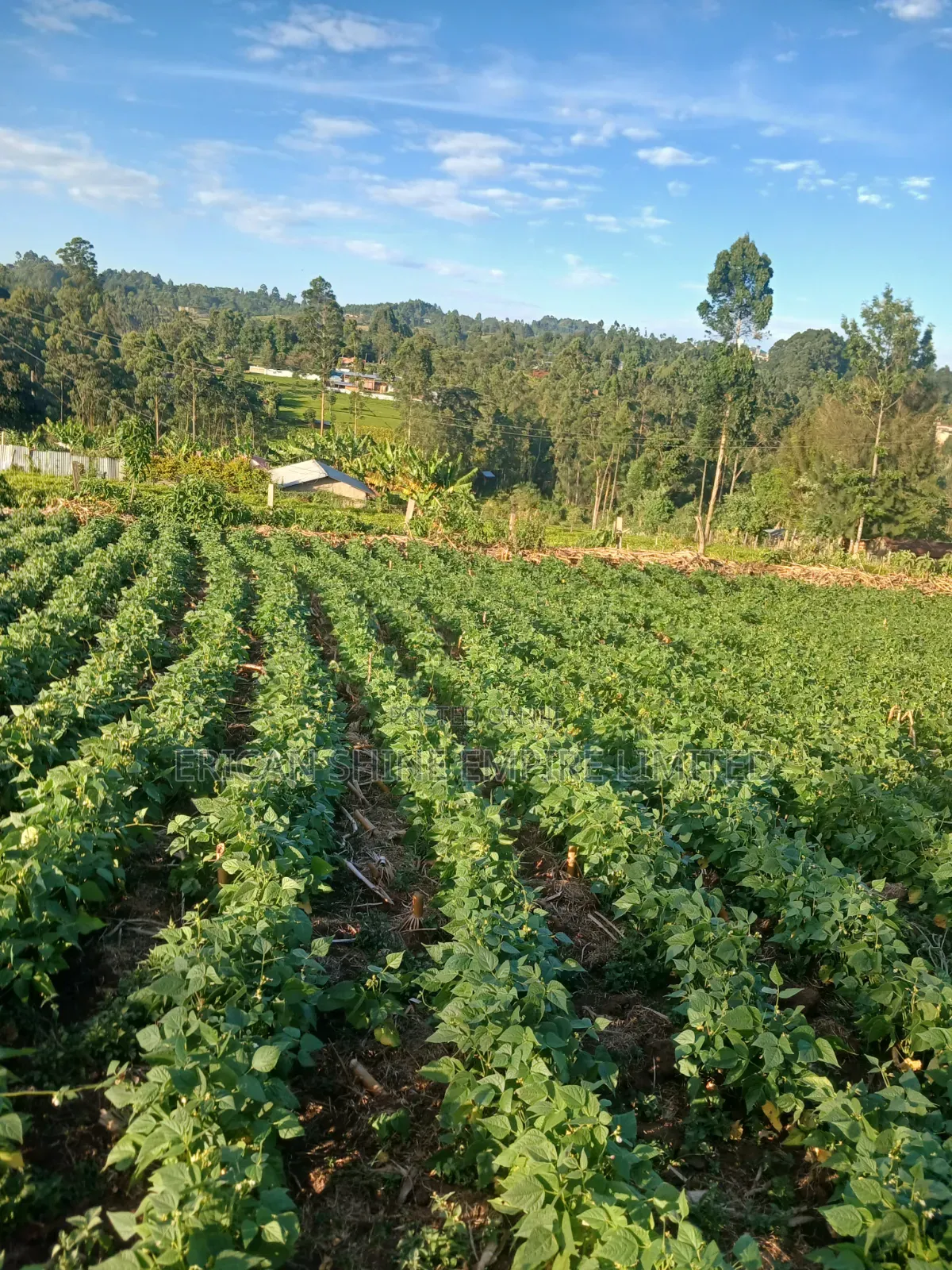 1.5acre Sale in Kapsabet