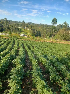 1.5acre Sale in Kapsabet