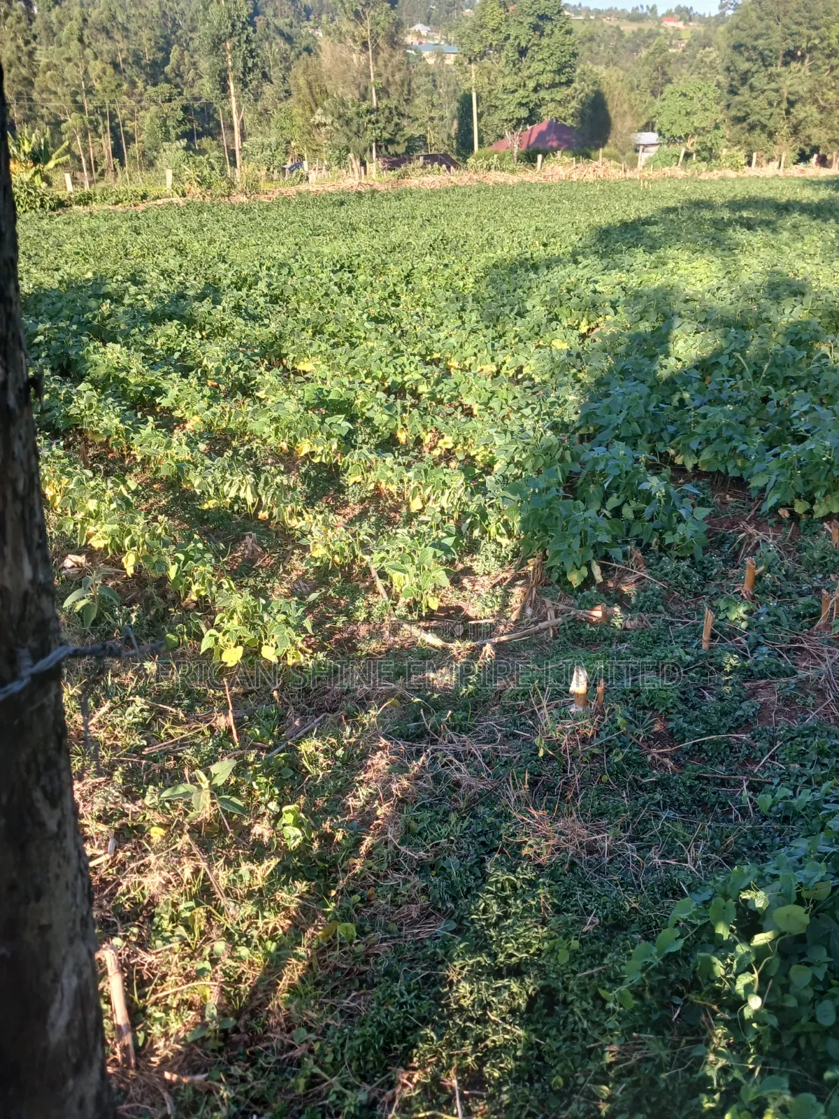 1.5acre Sale in Kapsabet