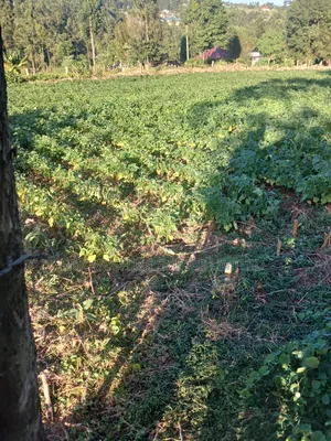 1.5acre Sale in Kapsabet