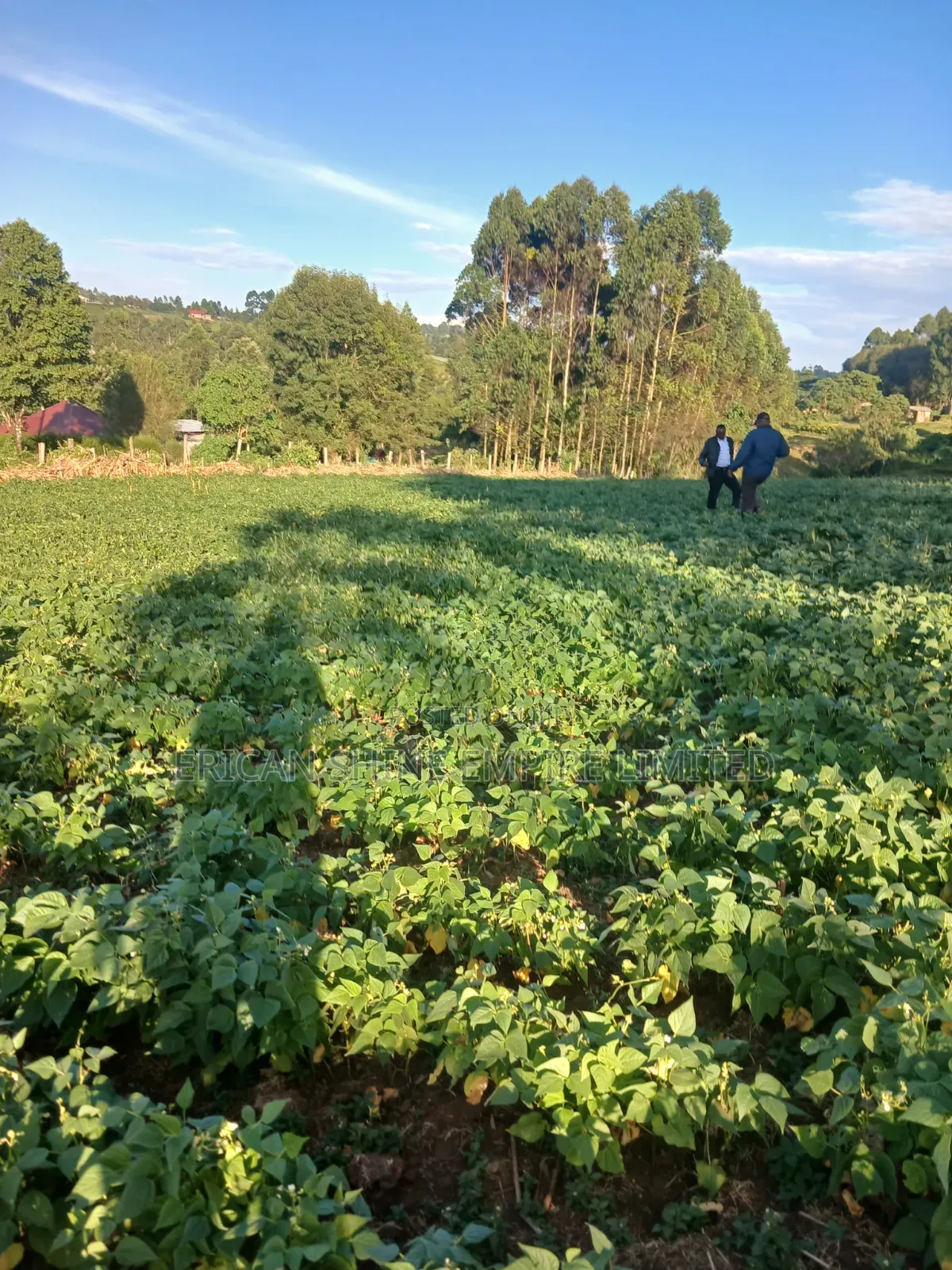 1.5acre Sale in Kapsabet