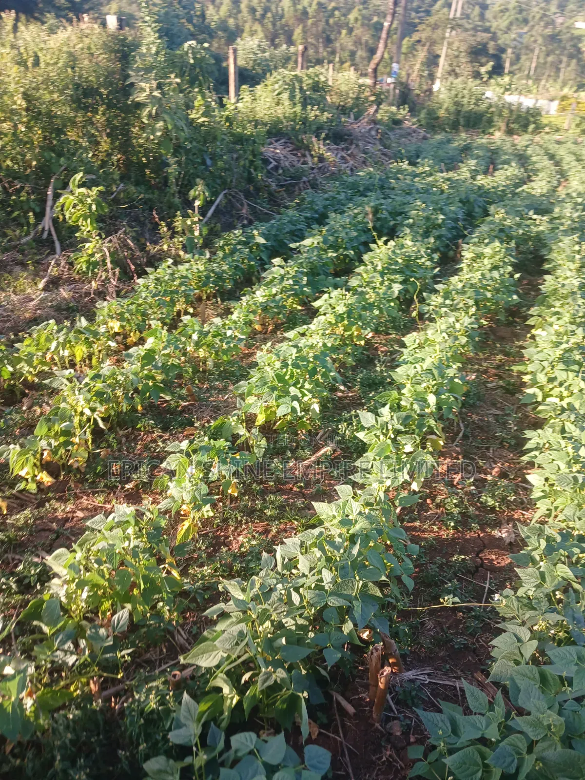 1.5acre Sale in Kapsabet