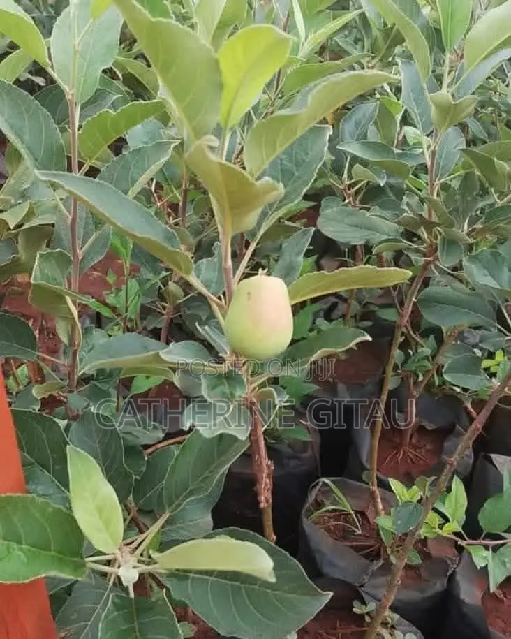 Apple Seedlings