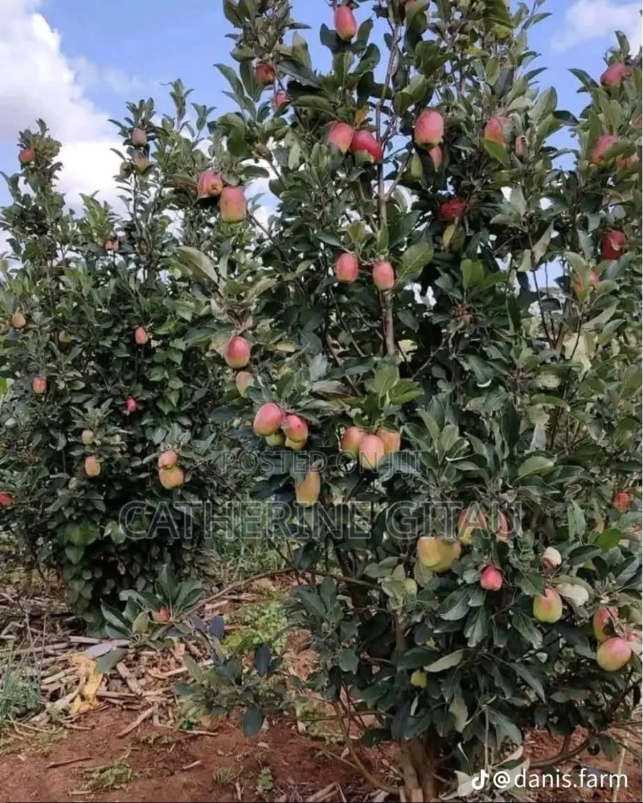 Apple Seedlings