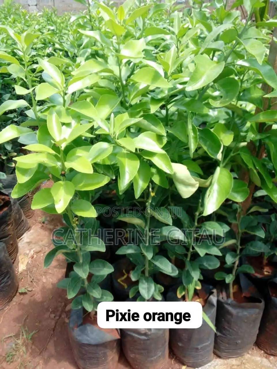 Pixie Oranges Seedlings