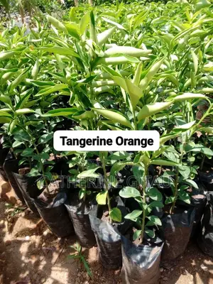 Pixie Oranges Seedlings