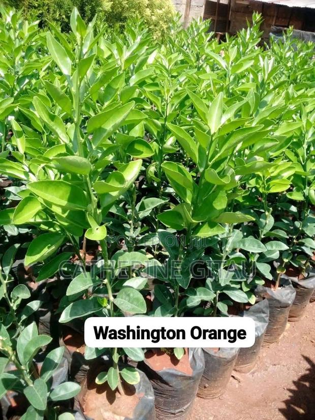 Pixie Oranges Seedlings - thumbnail 4