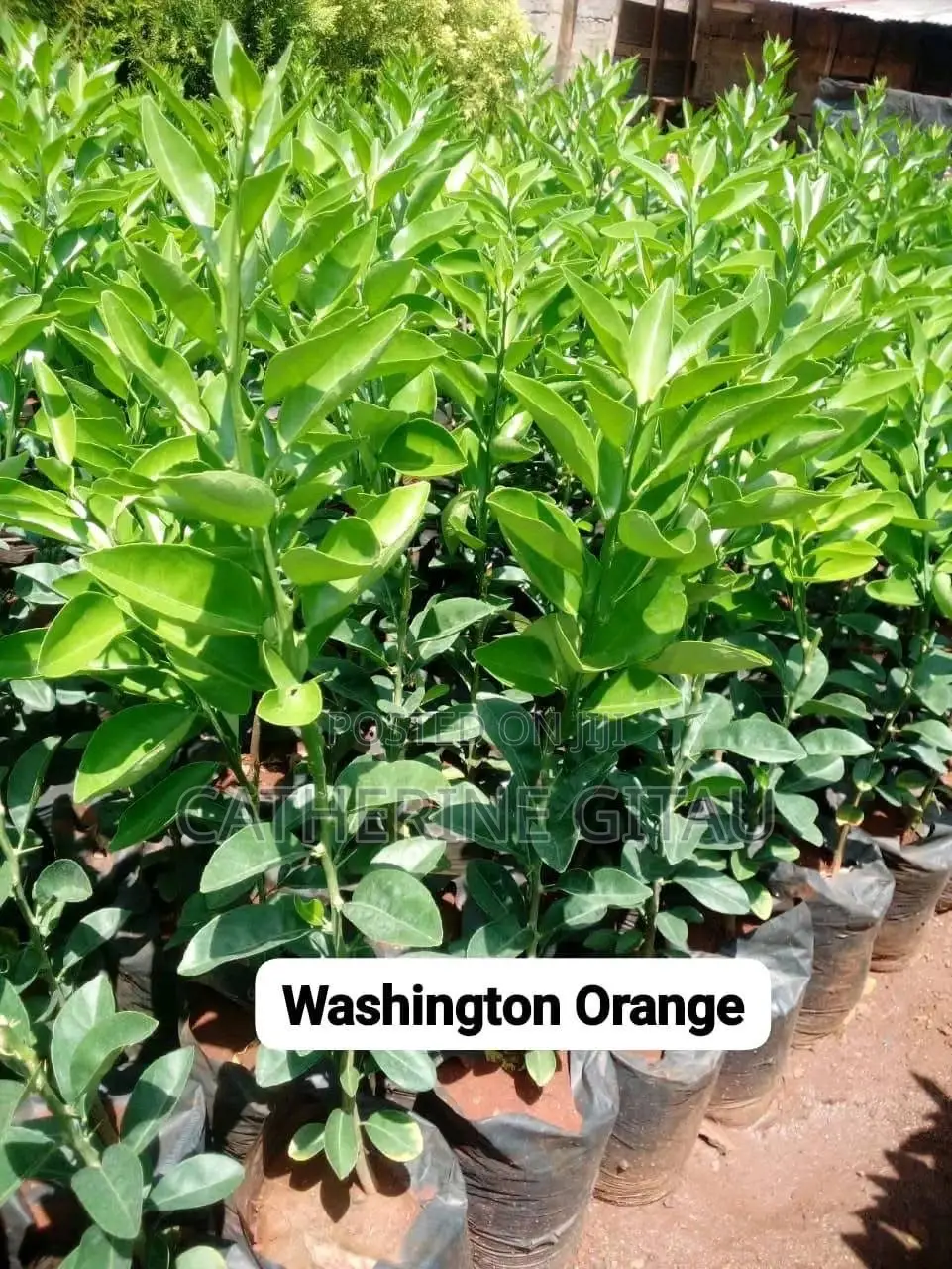 Pixie Oranges Seedlings
