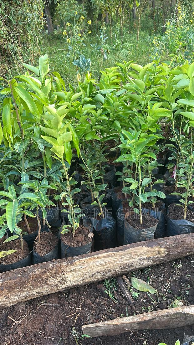 Pixie Oranges Seedlings