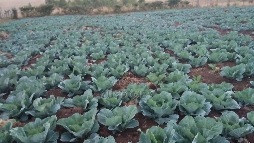 2- Acre Fertile Farm in Ngobit Laikipia With Water