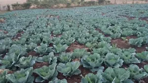 2- Acre Fertile Farm in Ngobit Laikipia With Water