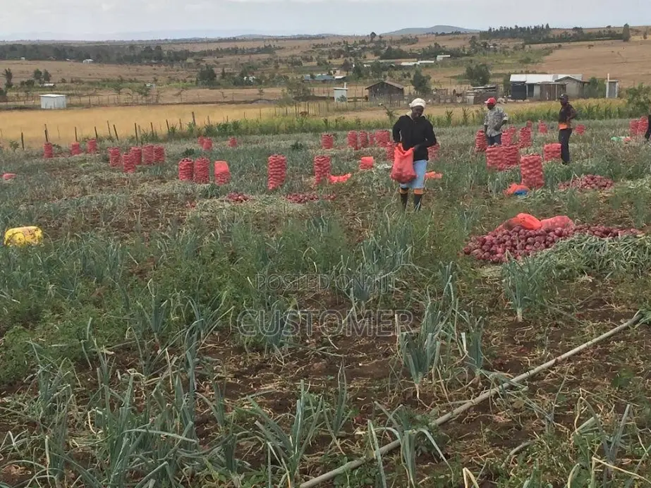 2- Acre Fertile Farm in Ngobit Laikipia With Water