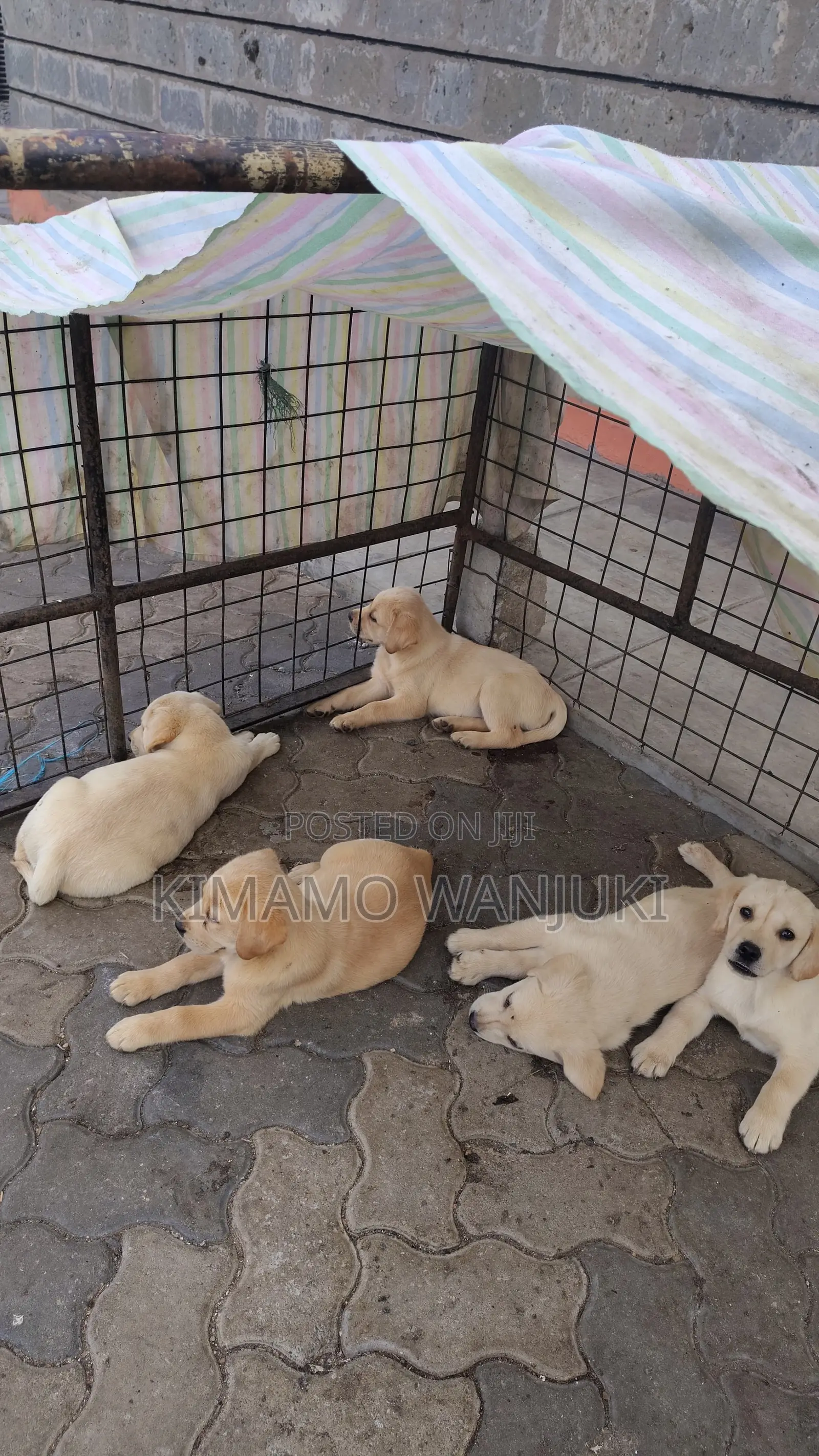 1-3 months Male Purebred Labrador Retriever