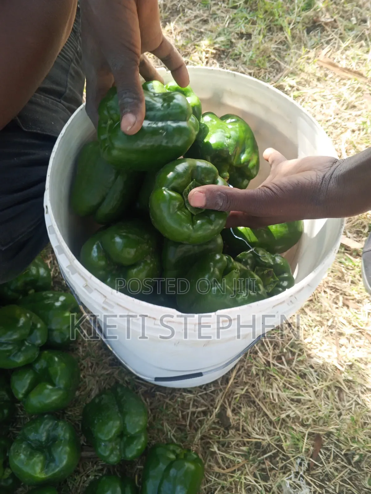 Green Capsicum