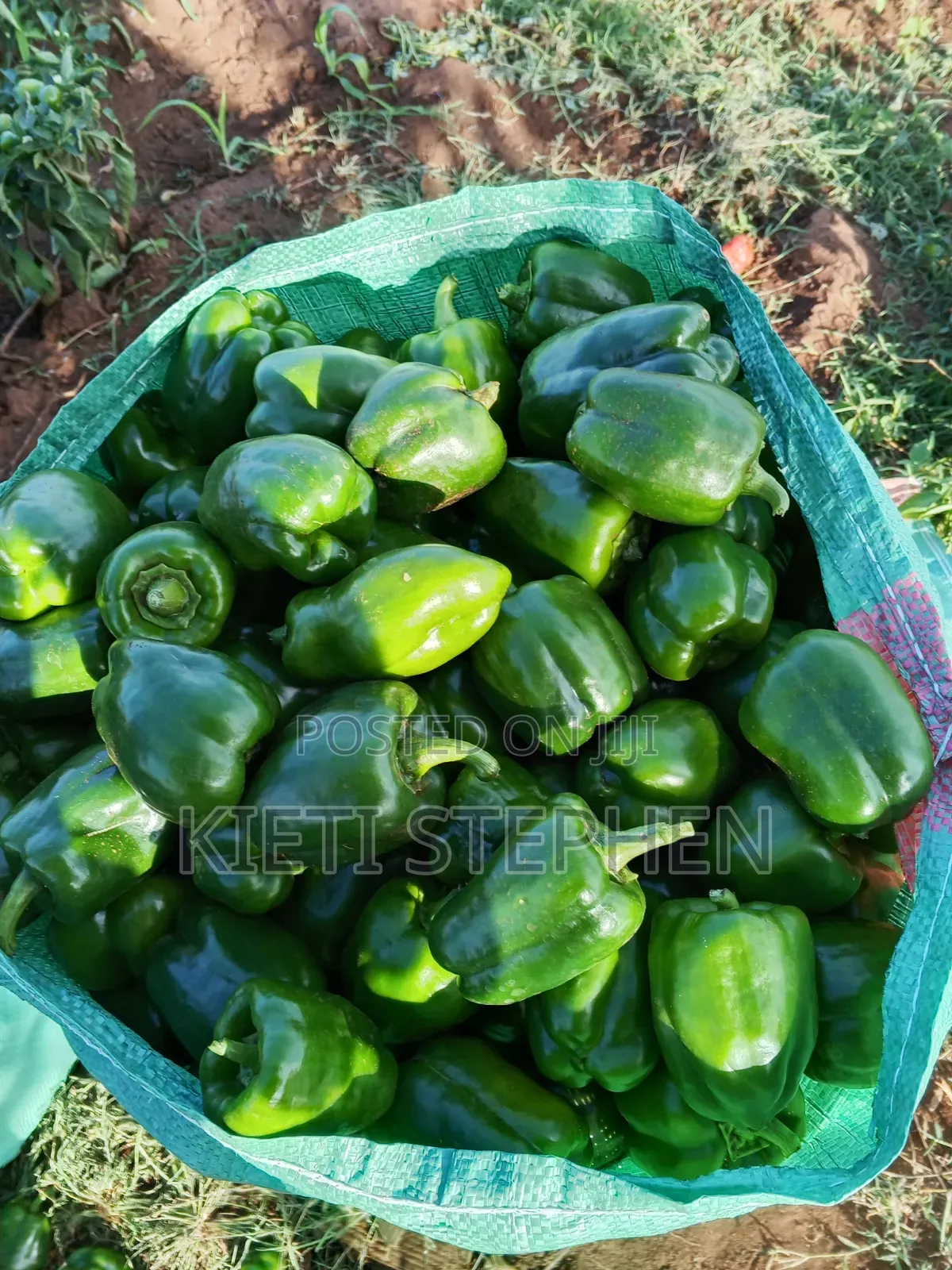 Green Capsicum