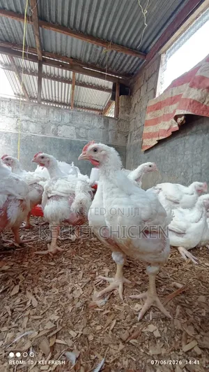 Fresh Farm Chicken – 7th Batch Ready for Order | 1.8kg–2.3kg