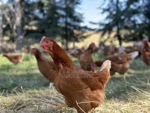 I Sale a Chicken