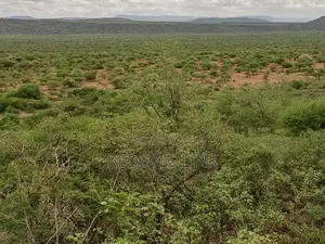 Ewuaso Kedong / Kesumetti Acres for Sale