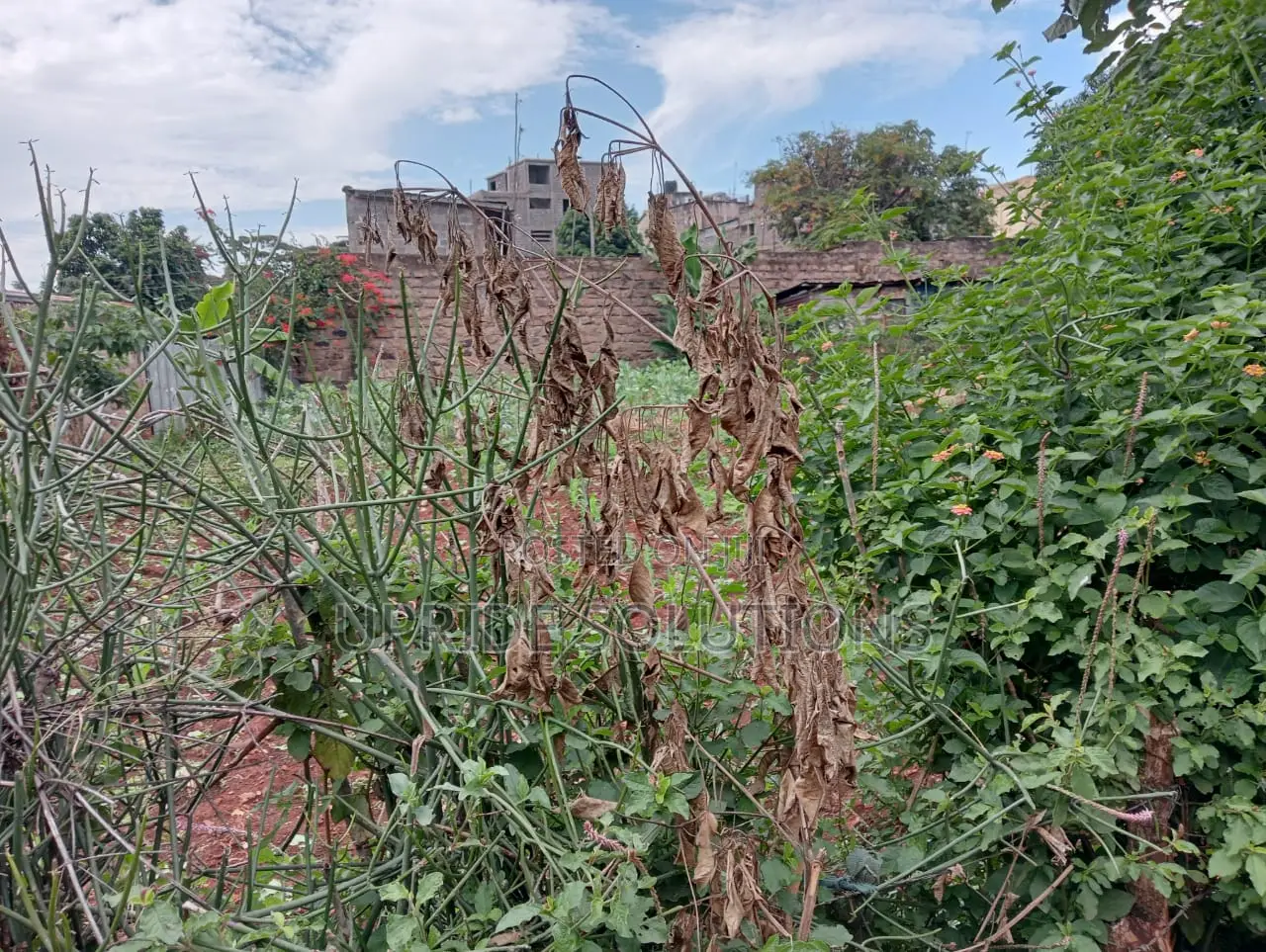 120 Feet By 130 Feet Plot At Githurai 44
