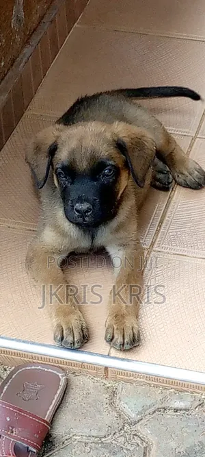 1-3 months Female Mixed Breed Boerboel
