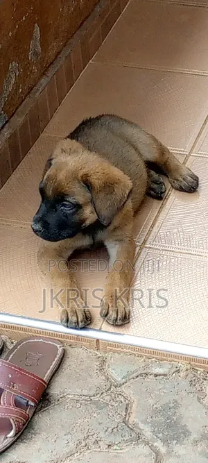 1-3 months Female Mixed Breed Boerboel