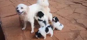 1-3 months Female Purebred Maltese