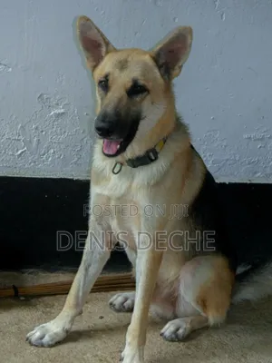 3-6 months Male Purebred German Shepherd