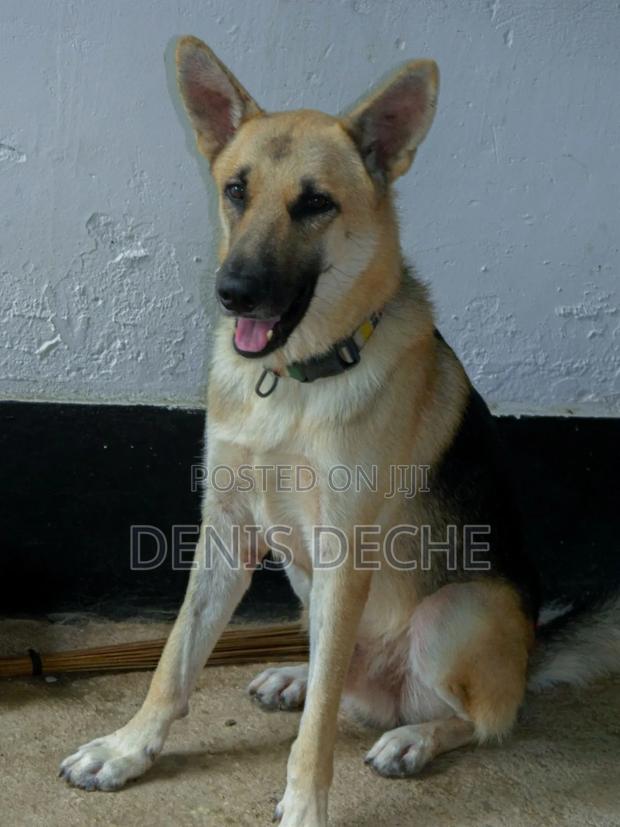 3-6 months Male Purebred German Shepherd