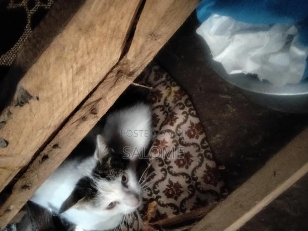 1-3 months Female Mixed Breed Cat - thumbnail 2