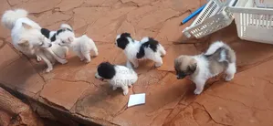 1-3 months Male Purebred Maltese