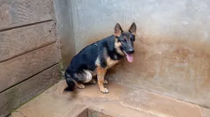 3-6 months Male Purebred German Shepherd