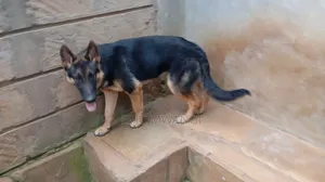 3-6 months Male Purebred German Shepherd