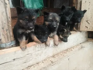 1-3 months Male Purebred German Shepherd