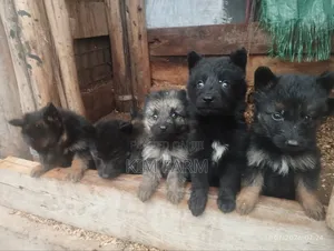 1-3 months Male Purebred German Shepherd