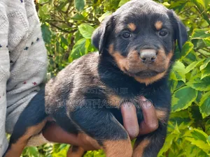 1-3 months Female Purebred Rottweiler