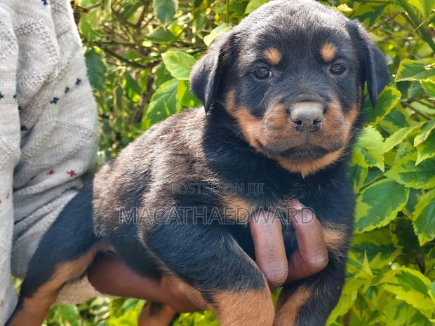 1-3 months Female Purebred Rottweiler