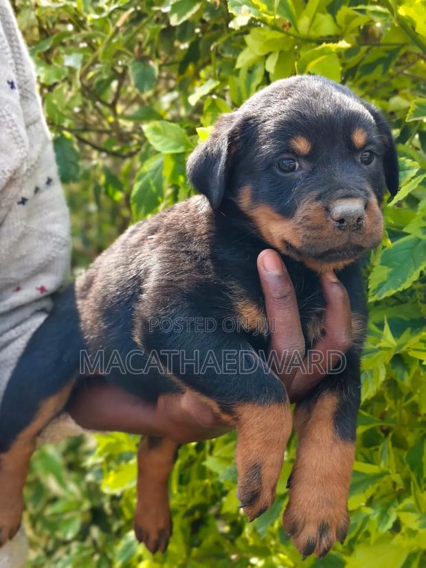 1-3 months Female Purebred Rottweiler - thumbnail 2