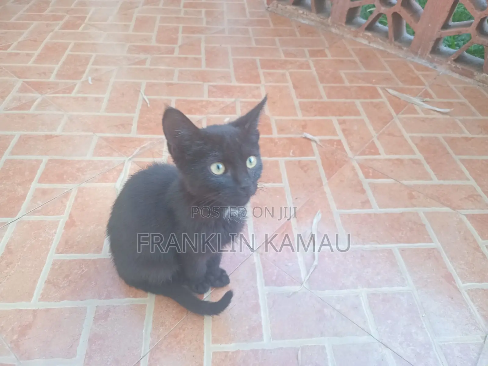 1-3 months Male Mixed Breed American Shorthair
