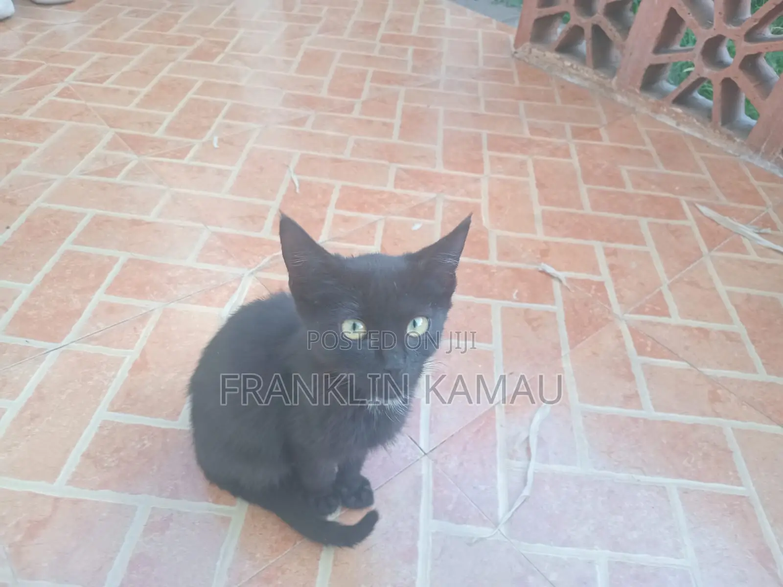 1-3 months Male Mixed Breed American Shorthair