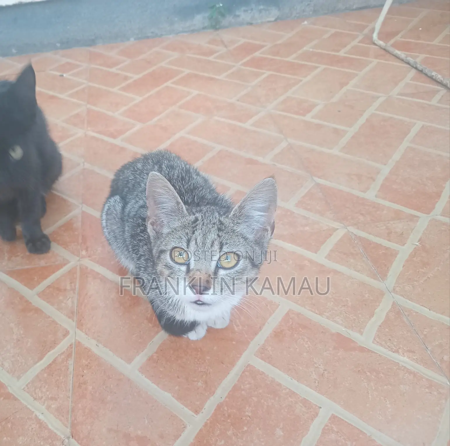 1-3 months Male Mixed Breed American Shorthair