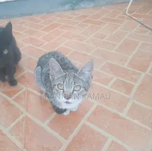 1-3 months Male Mixed Breed American Shorthair