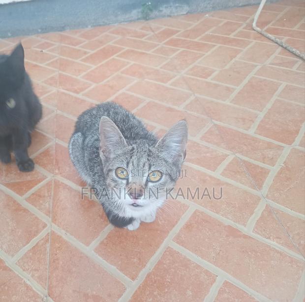 1-3 months Male Mixed Breed American Shorthair - thumbnail 3