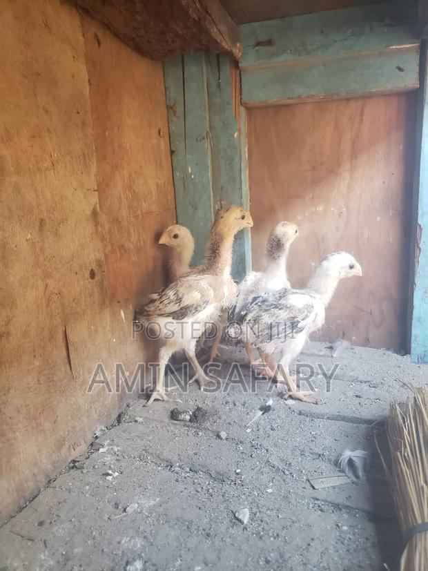 Kuchi Chicks - thumbnail 2