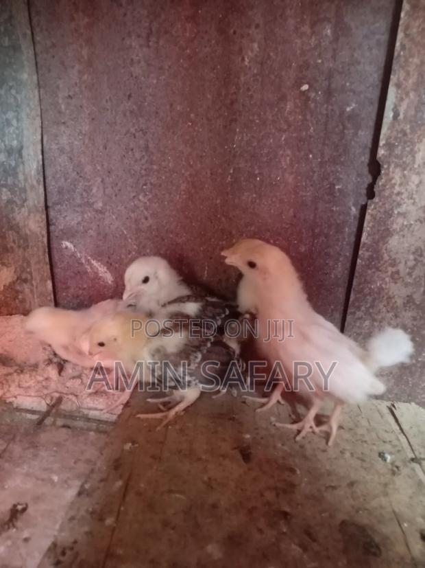 Serena Chicks - thumbnail 2