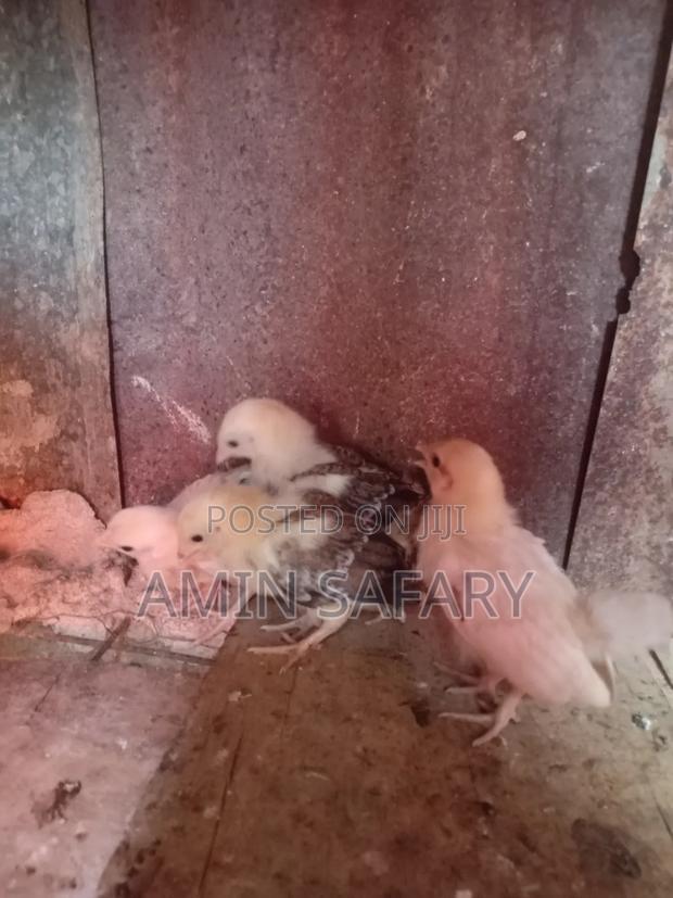 Serena Chicks - thumbnail 3