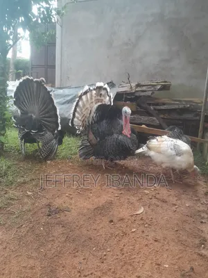 Mature Turkeys