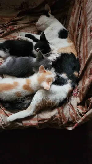 1-3 months Male Mixed Breed Cat