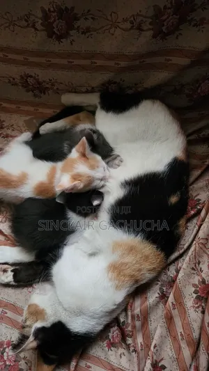 1-3 months Male Mixed Breed Cat